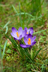 spring purple crocus