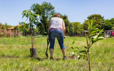 A woman plants a mango tree in her garden in Paraguay..
