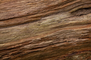 Fototapeta premium close up tree bark texture