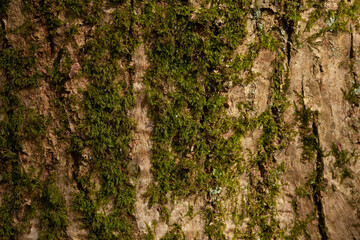 close up tree bark texture