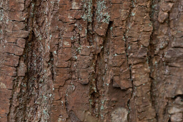 close up tree bark texture