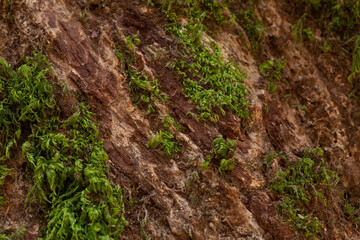 close up tree bark texture