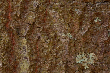 close up tree bark texture