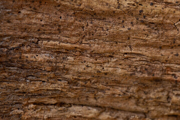 close up tree bark texture