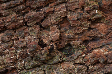 close up tree bark texture