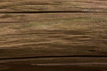 close up tree bark texture