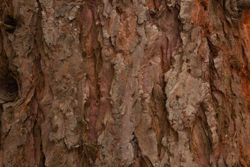 close up tree bark texture