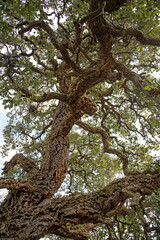 Obraz premium View on Fagaceae tree, Quercus sube