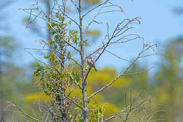 A Swamp Sparrow Singing in the Summer Sun