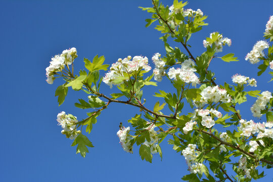 Hawthorn, crataegus blooms in nature