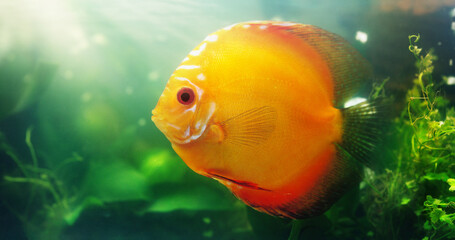 Obraz premium Bright coloured fish are a great addition to any aquarium. Shot of a red discus in a freshwater fish tank.