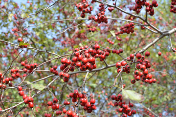 Ripened hawthorn (crataegus) berries