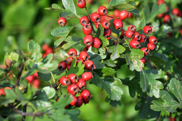 Ripened hawthorn (crataegus) berries