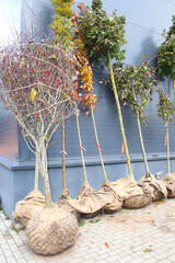 Large trees with root balls ready for planting.