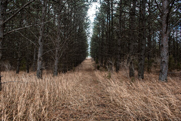 path in the woods