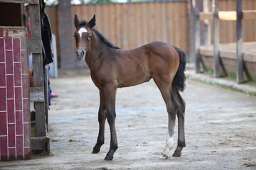 A brown foal stands on a farm on a sunny day.