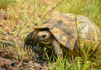 Turtle (Testudo graeca) in the wild