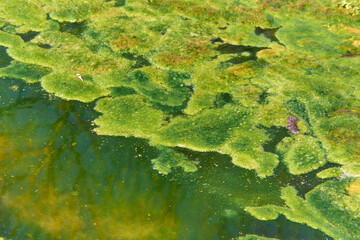 lake vegetation frog silk (Spirogyra)