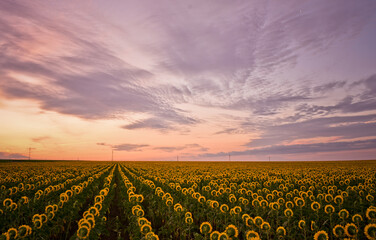 sunflower field at sunrise