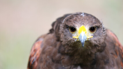 close-up of the bird of prey called Harriss buzzard with two large eyes fixed on the camera lens