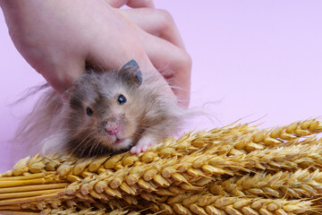 A hand holds a hamster caught near spikelets of wheat