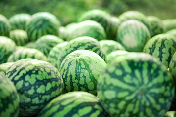 Many big sweet green watermelons.