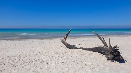 the trunk of an old tree on a beautiful white beach