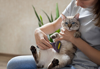 woman combing cute tabby cat with brush at home. Woman taking care of pet