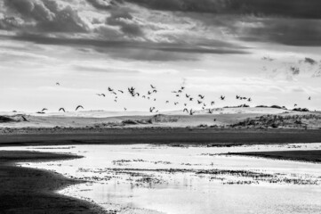 black and white background whit birds and pond