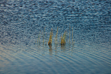 grass in water
