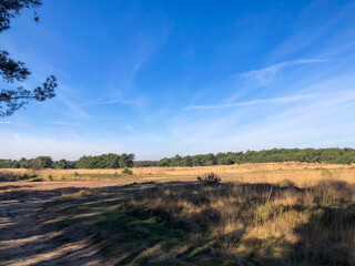 Obraz premium landscape with trees an blue sky (Netherlands)
