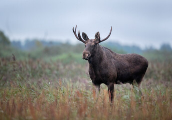 Naklejka na ściany i meble Moose , Elk ( Alces alces ) close up