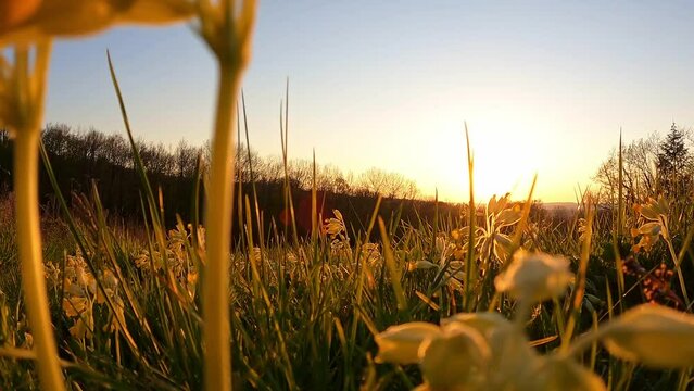 Vision d'un champ vu du sol au soleil couchant. Plantes &eacute;clair&eacute;es par les derni&egrave;res lueurs du soleil.