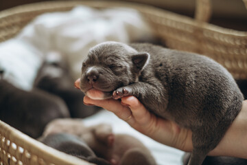 Raising American Bully Puppies. Sleeping in a wicker basket are several cute and small blue bully puppies.