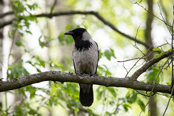 Hooded crow sitting on a tree branch