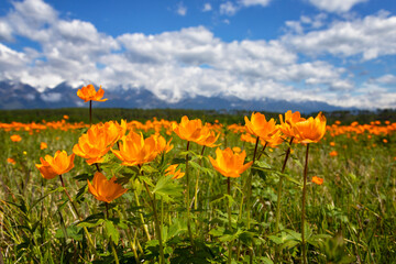 Blooming orange Trollius and mountains on the summer day