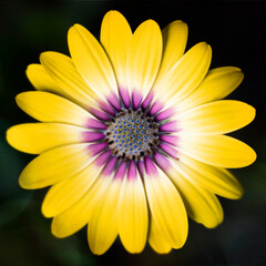 The vibrant Spanish Daisy in all its summer glory