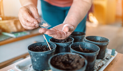 Fototapeta na wymiar Farmers woman hands with gardening gloves planting seeds in pot at home