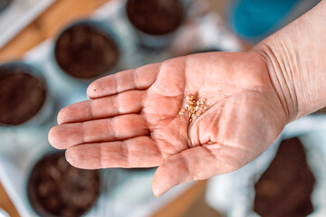 Farmer woman hand planting tomato seeds at black plactic pots. Preparation for garden season in early spring