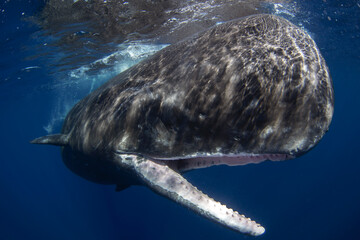 Sperm whale in Indian ocean. Whale near surface. Marine life in ocean. 