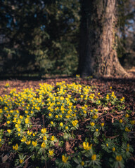 Nice yellow flowers in the botanical garden