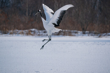 The red-crowned crane (Grus japonensis)