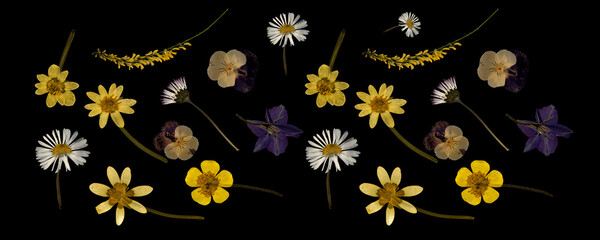 dried and pressed flower Isolated on black background