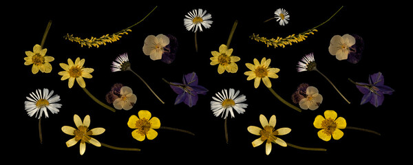 dried and pressed flower Isolated on black background