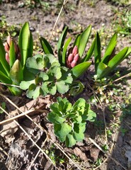 spring flowers in the garden