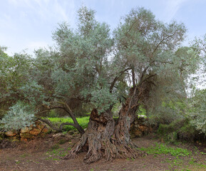 Ancient olive tree in Judea Hills (Israel)