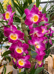 Blooming cymbidium orchid (lat.- Cymbidium)