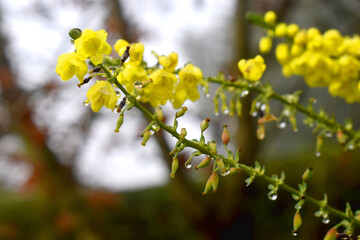 Selective focus of flower buds of yellow Acacia (mimosa) flowers with water drops on bokeh blurred background.