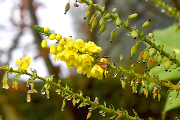 Close-up of yellow Acacia (mimosa) flowers with water drops on bokeh blurred background.