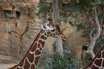A reticulated giraffe searches for food. They mostly eat leaves with high nutritional value such as acacia.